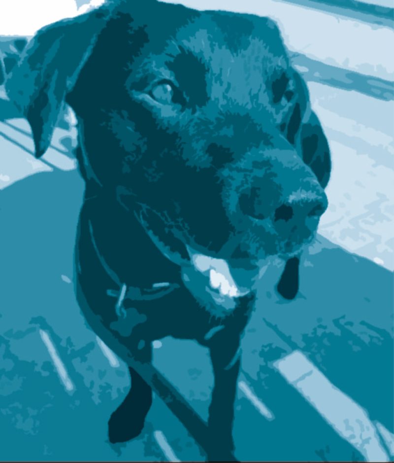 Barking up the right tree: How dogs boost employee well-being